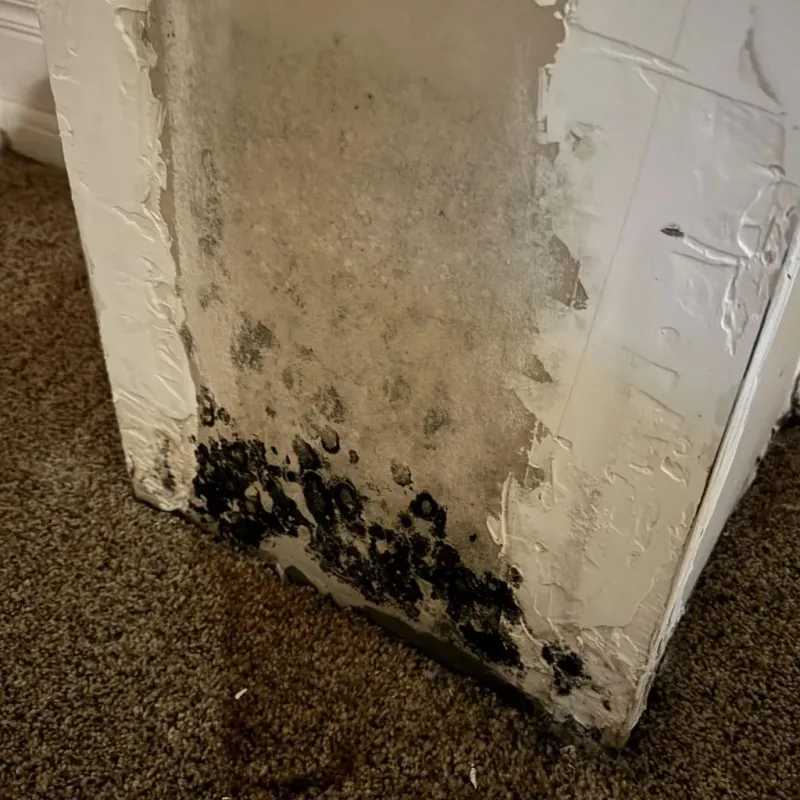 Professional Mold Removal in Summit, NJ